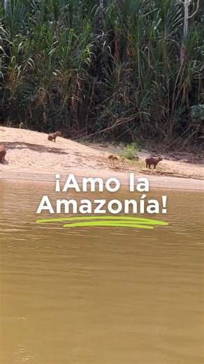 #DíaDeLaAmazonía | Celebramos la Amazonía Peruana 🇵🇪🌱 Por primera vez, se conmemora el Día de la Amazonía Peruana, reconociendo la inmensa riqueza de uno de los ecosistemas más biodiversos del planeta. Hogar de pueblos indígenas y originarios, la Amazonía es un universo vivo, un refugio de miles de especies que coexisten en un equilibrio perfecto. Cada hoja, cada río y cada sonido nos recuerdan que este pulmón del mundo es fuente de vida, cultura e identidad. 🦜🐆 🌱 Desde Conservación Amazón
