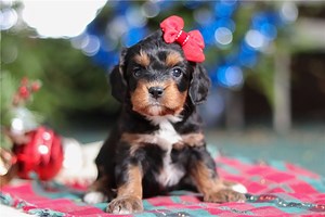 Joyce - Cavapoo Puppy BF875B