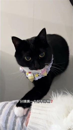Cat Convinces People to Queue for Ice Cream