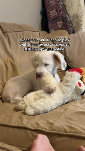 release my girl #puppiesoftiktok #bordercolliepuppy #dogsofsandiego #puppylife #rescuedog