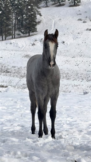 Ayla Stockwell on Instagram: "This filly is not one bit worried about being left behind 🤍😅 It’s such an honour to be considered as part of their little herd like this! My filly Amanecer feels safe enough with me to be relaxed and happy without her parents nearby — and Enzo and Gala fully trust me to look after their daughter in their absence too 🙏🏻 It’s not all me though… This kind of confidence really comes from my horses living in such a stable healthy herd environment - and I’m so blessed