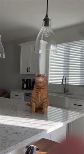 Cats vs. Gravity: The Funniest Cat Fails of Kitchen Destruction! 🤣