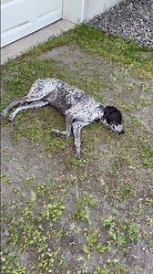 He looks dead bro.. (ft. Id Do It Again by Andrew Ripp) #helpmemakethismakesense #viralvideo
