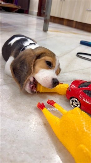 Criminal Beagle ❌