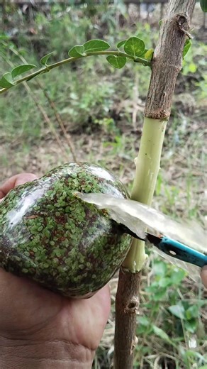 "Air layering by spraying water on the medium to reduce stored water, so the root growth process won't experience rot 😌" #bonsaiworld #bonsaiindonesia #airlayering #grafting #personalgrowth #empowerment #gardening #nature | Zhajan Bonsai