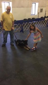 5.1K views · 117 reactions | Watch how this protection trained GSD reacts to a child! | The Tom Rose School | Facebook