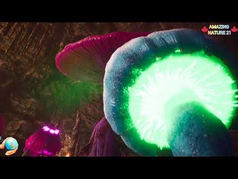 🌲 HIDDEN WORLD OF THE MAGICAL FOREST 🌲