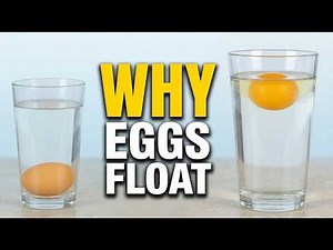 Why Do Eggs Float? Everything Explained