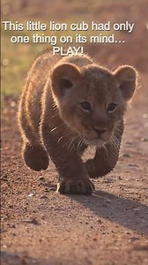 This Little Lion Cub Just Wants to Play! 🦁❤️