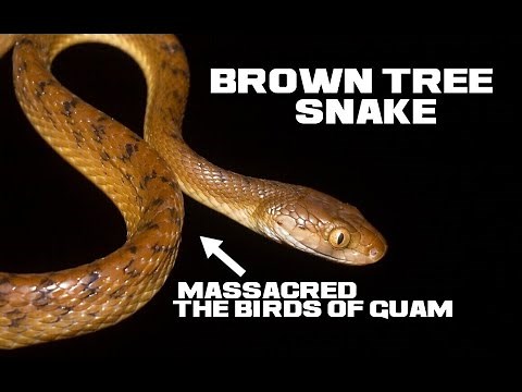 10 Brown Tree Snake Facts - Invader of Guam - Animal a Day