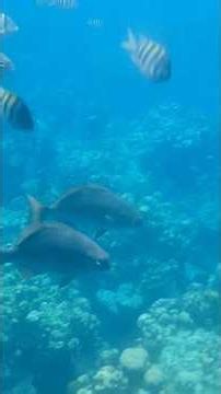 Arrecifes de Coral, Roatan Island #fypシ #foryou #nature #hondurastravel #youtubeshorts