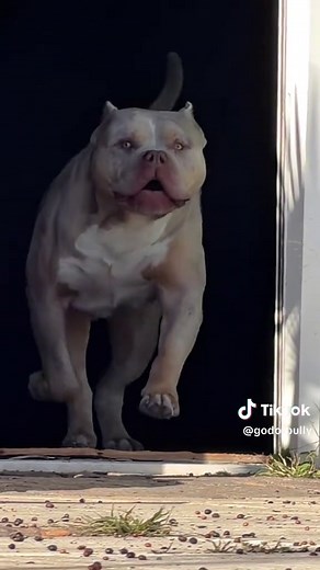 Pitbull Breeds Explained: American Bully and XL Bullies