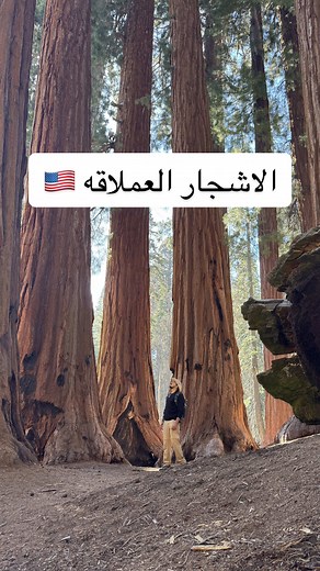 سيكويا كاليفورنيا: الأشجار العملاقة في Sequoia National Park