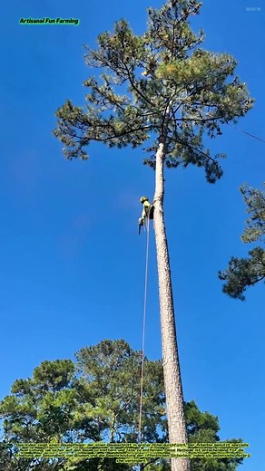 Baumschnitt in großer Höhe