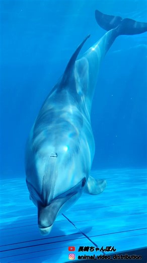 まるでラッセンの絵画の中から飛び出してきたみたいなイルカ ☆大分マリーンパレス水族館「うみたまご」☆ 水族館「うみたまご」は「動物と仲良くなれる水族館」をコンセプトに人と海の動物たちが身近にふれあい、仲良くなる事のできる場所です。イルカ、アシカ、アザラシ、トド、セイウチ、オットセイなど人気の海獣と出会えます ○ホームページ https://www.umitamago.jp/ ○アドレス 大分市大字神崎字ウト3078番地の22 #うみたまご #大分マリーンパレス水族館 #水族館 #aquarium #イルカ #dolphin #アシカ #セイウチ #トド #アザラシ #オットセイ #大分 #別府
