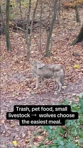 WOLVES: Why Are Wolves Appearing Near Towns and Villages? 🌱