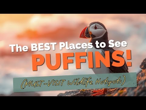 The BEST Places to See PUFFINS MUST VISIT Wildlife Hotspots