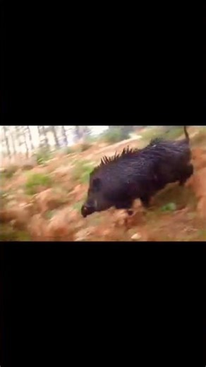 Angry Wild Boar Charging in the Forest 😱🐗 | Real Wildlife Moment#wildboar #boarhunting#