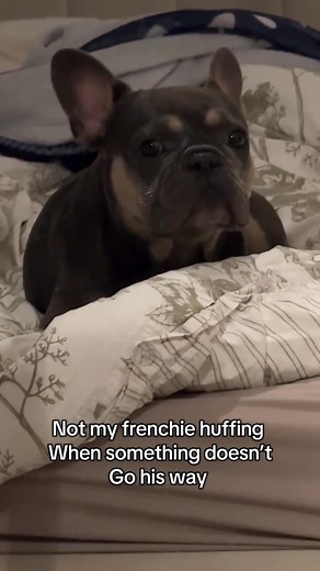 384K views · 18K reactions | Grumpy Reo 藍藍 | French Bulldog | Facebook