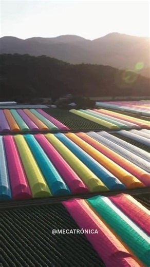 En Japón, agricultores están utilizando redes de colores del arco iris sobre sus cultivos para confundir visualmente a los insectos, reduciendo plagas sin recurrir a químicos. Esta solución aprovecha la percepción visual de los insectos para crear una defensa agrícola completamente natural. • Los insectos dependen fuertemente de patrones de luz y color para orientarse. • Las redes multicolores alteran esa percepción, evitando que reconozcan las plantas como alimento. • El método reduce significa