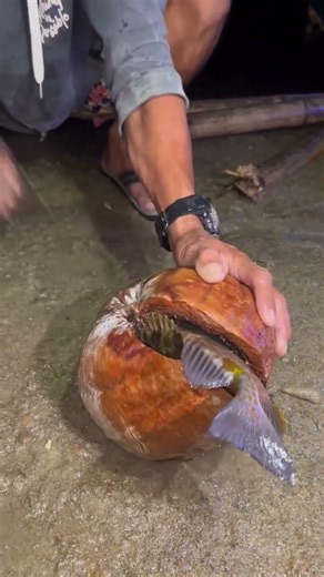 You Won't Believe What’s Hidden Inside This Coconut! 🥥🐟