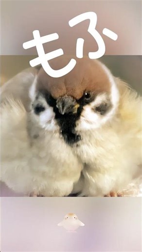 国民的毛玉です🐥✨ Destructive Level of Fluffiness 💕 #sparrow #birds #スズメ #passermontanus #japanesesparrow