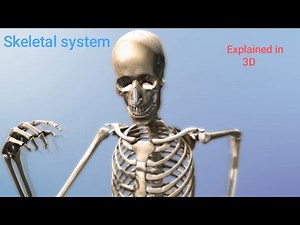Skeletal system functions explained in 3D.