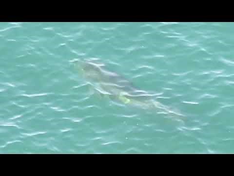 Massive Elephant Seal Chases Great White Shark Away From Seal Colony at Robberg Nature Reserve