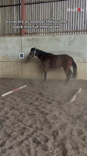 Equestrian Fails: Horse Gets Too Excited and Hits the Wall || WooGlobe