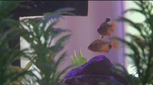 Turn your fish tank into an herb garden