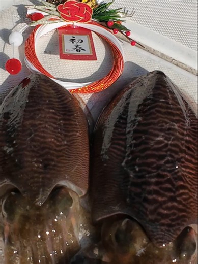 真冬になったらコウイカが美味しくなるの知っていますか？#ボートエギング #コウイカ #海釣り #釣果 #墨イカ