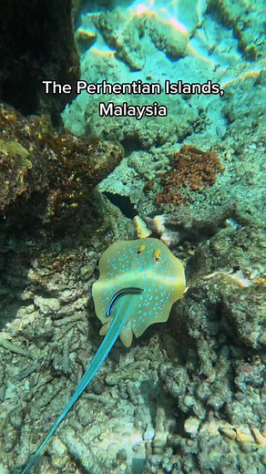 The Perhentian Islands are a hidden gem in Malaysia 🤿 a much more affordable destination and untouched scenery with less tourism 🏝️ This is by far one of the best places I've snorkelled within South East Asia 😍 #travel #travelblogger #travelgram #travelling