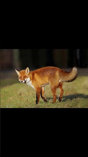 What does a fox sound like? | Real fox sound