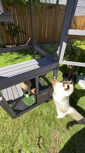 2.4K views · 53 reactions |  Happy National Cat Herders Day!  We...