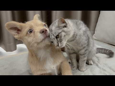 Best Moments: Puppies Meeting Kittens — So Heartwarming