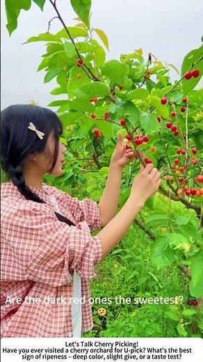 Harvesting Fresh Cherries – Juicy Red Gems Straight from the Orchard 🍒🌳