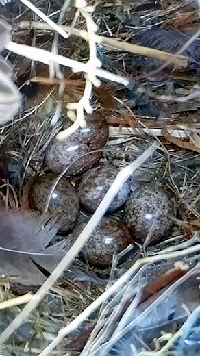 4.2M views · 10K reactions | Tree Sparrow eggs hatch #wildlife #birdwatching #nature #nestbox #birds #sparrow #livecam #nestboxlive | Nest Box Live | Facebook