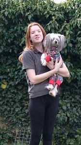 40 reactions | FIVE Facts About The Chinese Crested Dog  #shorts #chinesecrested | Life With Chinese Crested | Facebook