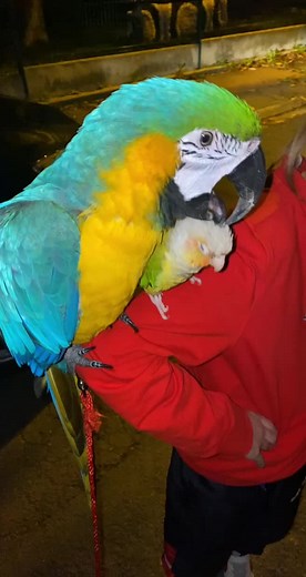 Macaw and Parrot Interaction in Nighttime Setting