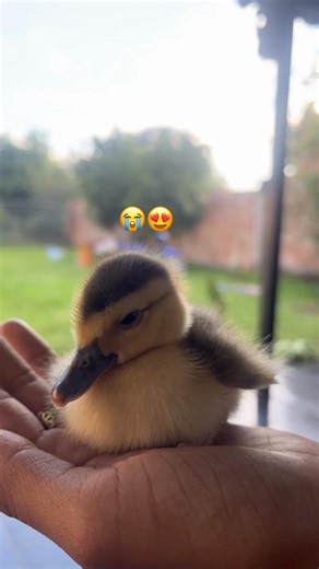 tititoo🥺#😍😍😍 #paratiiiiiiiiiiiiiiiiiiiiiiiiiiiiiii #mascotas #parati#viraltiktok