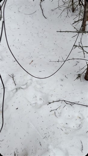 Chance & Soraya Painter | Alaska Trappers | on Instagram: "Wolves finally found the new trapline, really hoping to hang a fe #alaska #wolftrapping #wolftrapper"