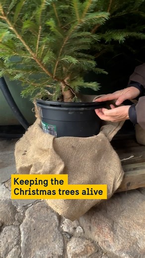🎄 Ever wished you could say 'See you next Christmas’ to your Christmas tree? 👏 Lillebil and her family in south Sweden at Snäckebogranen have made this a reality. Two years ago, tired of seeing fir trees as single-use items, they introduced a green alternative – a Christmas tree rental, with the longevity of the trees in mind. 💡 How? By digging up the fir trees rather than cutting them down. Planted in pots, the Christmas trees are rented out over Christmas, after which they are returned to k