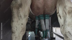 Cows on a modern automatic diary farm with robots. Cow milking system