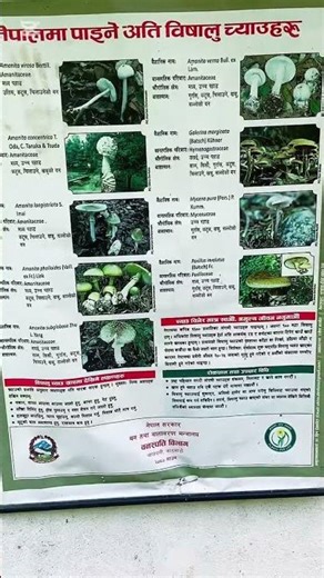 Nepal Salyan mulpani banaspati 🥰#youtubeshorts #viralvideo