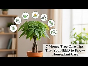7 Money Tree Care Tips That you NEED to Know- Houseplant Care