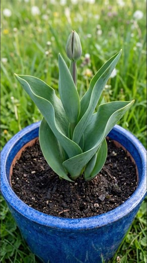 I Grew a Tulip From Bulb to Bloom — 40 Day Time-Lapse 🌷