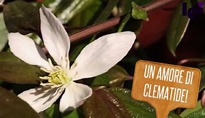 Clematide rampicante: come coltivarla in giardino - LEITV