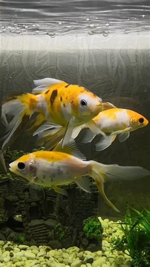 The Secret Life of Shubunkin Goldfish. #朱文金 #Shubunkin #goldfish #aquarium #fishtank #cutefish