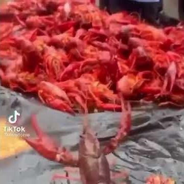 crawfish attack on titan meme