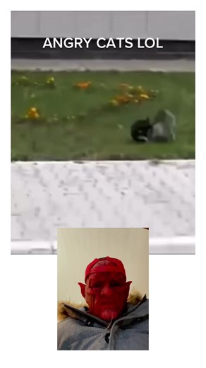 #screammovie #angry #cat